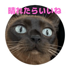 アイドルニャンコ