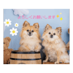 チワポメのノワラテ
