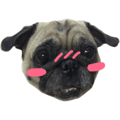 Pug Feeling