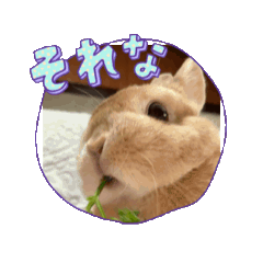 niche_20250518110357