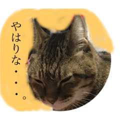 my cat hasuke's stamps
