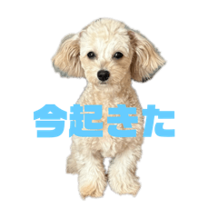 しゅしゅ＆リリィ(しゅしゅ)