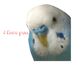 Parakeet.bule.and.Java sparrow.white