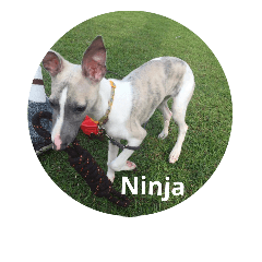 惠比特犬Ninja