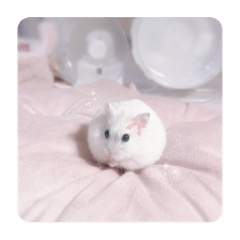 かわいいから許しましょう