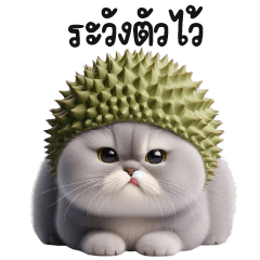 แม๋วหัวทุเรียนนะจ๊ะ