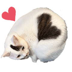 ハートにゃんのティグ