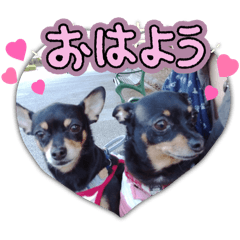 No.12愛しのチワピンびーちゃん朝晩ご挨拶