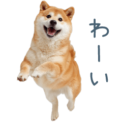 Reaction Shiba dog