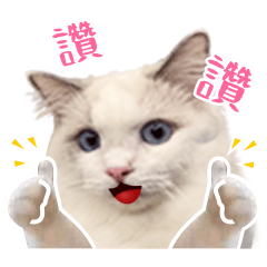 Fishball Is Here!Ragdoll Cat