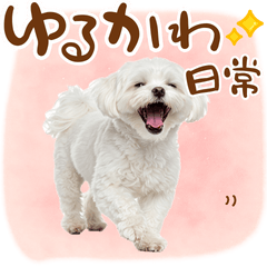 日常生活のマルチーズ