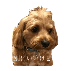 Lotus_20250517231627