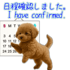 Video stamp of a poodle puppy