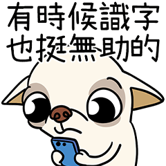 小吉娃娃Minmin愛鬥嘴 2