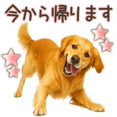 Golden Retriever Family Chat