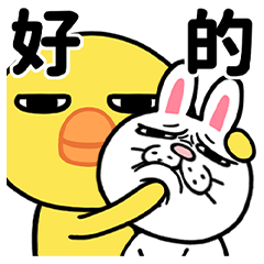 Big-eyed yellow chick daily life
