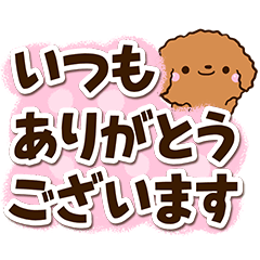 Toy poodle Red19