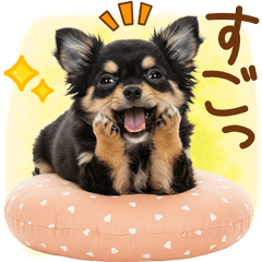 20250518chiwawa