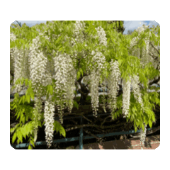 白藤花動態貼圖