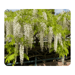 WHITE WESTERIA FLOWER DYNAMIC STICKER