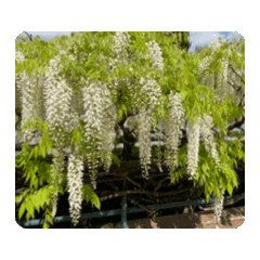 白藤花動態貼圖.