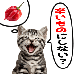 Cat who likes spicy food