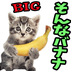 老眼でも見えるダジャレにゃんこ