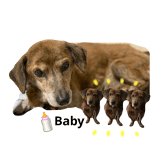 愛犬ことらの使えるスタンプ(14)