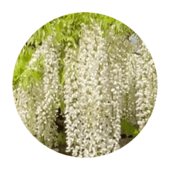 WHITE WESTERIA FLOWER STICKER.