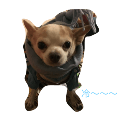 My lovely Mickey Dog