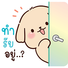 โกลดี้ : มะหมาโกลเด้นตุ้ยนุ้ยน่ารัก
