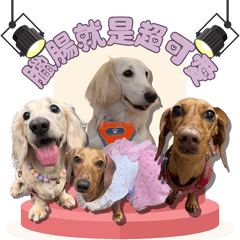 Dachshunds Are Too Cute!40 Dogs,One Life
