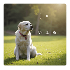 Labrador Ieru's Daily Life