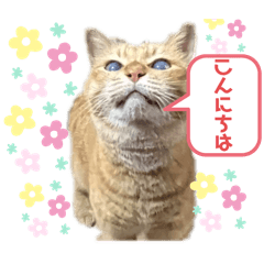 島っこ犬ホット君家のダンゴちゃん