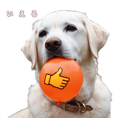 Labrador Ieru's Daily Life 2