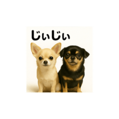 Tiny Duo's Daily Talk