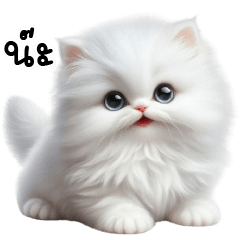 แมวขาวน่ารักจัง