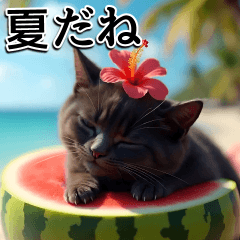 popup summer blackcat