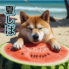 pop-up summar shibainu