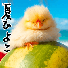 pop-up summer hiyoko