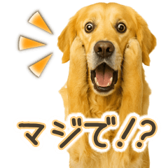 Golden Retriever Reply