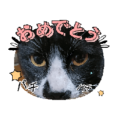 cat_20250521031841