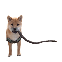 柴犬ばくちゃんスタンプ