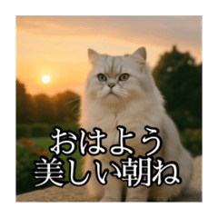 ちょっと上からな猫