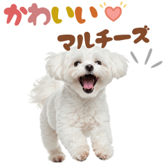 いつでも使えるマルチーズスタンプ