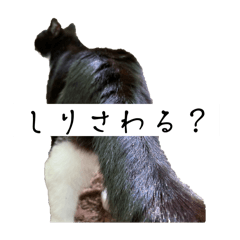 Lovin' Meow_20250520205250