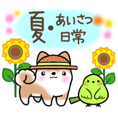 【夏】日常挨拶✴︎気遣い✴︎まるまる豆柴