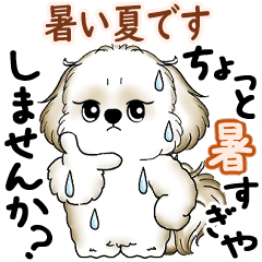 Moving Shih tzu 2025 (Hot summer)