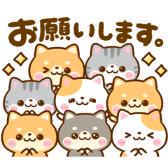 mini mameshiba nyanko