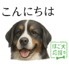 推しワン☆バーニーズマウンテンドッグ〜